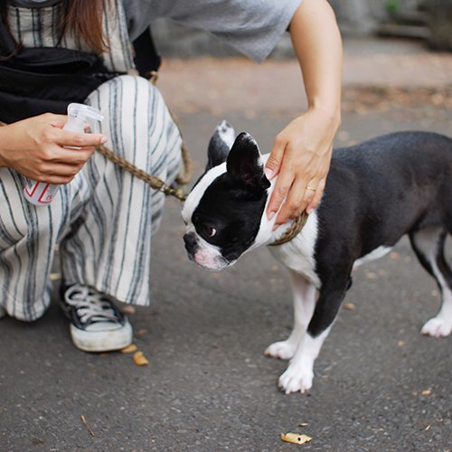 愛犬 愛猫のボディーケア 紫外線対策に ノンアルコール 無香料なので飼い主様も一緒に安心してお使いいただけます Wafona 犬 猫兼用 アウトドアボディケアスプレー 詰替ボトル 300ml 2本セット 犬用 猫用 天然成分 化学合成物質不使用 蚊 保湿 おさんぽグッズ ダニ ノミ