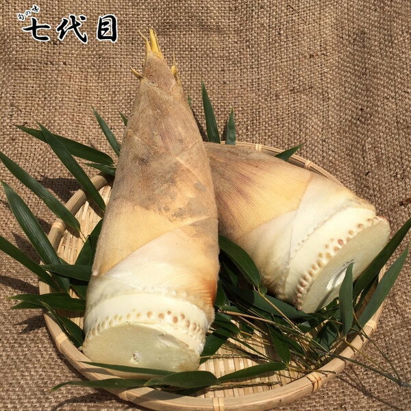 京都産 「朝掘り」タケノコ 約2kg 栽培期間中農薬不使用 （期間限定 3月下旬～4月上旬より順次出 ...