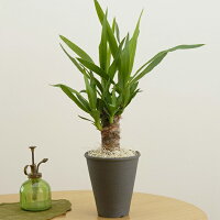 観葉植物 青年の木 ユッカ 陶器 鉢植え / インテリア お取り寄せ 通販 お土産 お祝い プレゼント ギフト お中元 御中元 敬老の日 おすすめ /