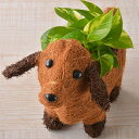 【店内P5倍】観葉植物 ギフト わんわんポトスS.V 3号ポット【送料無料】 常温 / お取り寄せ 通販 プレゼント ギフト おすすめ /