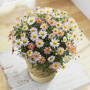 マーガレット 花の鉢植え 【パンダグッズ対象商品】母の日 2024 花 早割 ポイント5倍 マーガレット 恋占（こいうら） 5号鉢 母の日カード お手入れしおり付き 生花 フラワーギフト 鉢植え【送料無料】【お届け不可地域：北海道・沖縄・離島】【お届け日時指定不可】