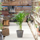 観葉植物 アレカヤシ 8号 陶器鉢カバー付き【送料無料】 /...
