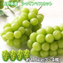 長野県産 シャインマスカット 1.8kg フルーツ 果物【送料無料】 / お取り寄せ 通販 プレゼント ギフト お中元 おすすめ /
