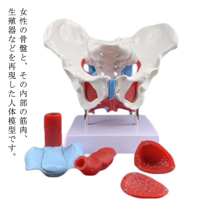 女性の骨盤と、その内部の筋肉、生殖器などを再現した人体模型です。筋肉、器官は色分けしています。医療現場での患者さんへの説明用に使える可能です!!解剖学による生徒への説明や医療現場での患者さんへの説明用に使える模型です。 サイズ 26*16*14cm サイズについての説明 26*16*14cm 素材 PVC 色 写真色 備考 ●サイズ詳細等の測り方はスタッフ間で統一、徹底はしておりますが、実寸は商品によって若干の誤差(1cm～3cm )がある場合がございますので、予めご了承ください。 ●製造ロットにより、細部形状の違いや、同色でも色味に多少の誤差が生じます。 ●パッケージは改良のため予告なく仕様を変更する場合があります。 ▼商品の色は、撮影時の光や、お客様のモニターの色具合などにより、実際の商品と異なる場合がございます。あらかじめ、ご了承ください。 ▼生地の特性上、やや匂いが強く感じられるものもございます。数日のご使用や陰干しなどで気になる匂いはほとんど感じられなくなります。 ▼同じ商品でも生産時期により形やサイズ、カラーに多少の誤差が生じる場合もございます。 ▼他店舗でも在庫を共有して販売をしている為、受注後欠品となる場合もございます。予め、ご了承お願い申し上げます。 ▼出荷前に全て検品を行っておりますが、万が一商品に不具合があった場合は、お問い合わせフォームまたはメールよりご連絡頂けます様お願い申し上げます。速やかに対応致しますのでご安心ください。