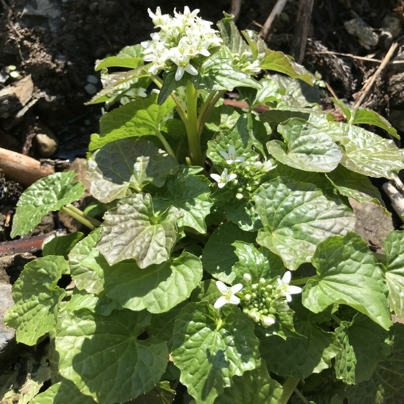 【国産 天然】葉わさび1kg 　採りたてを産直☆ミシュラン3つ星御用達店のサムネイル