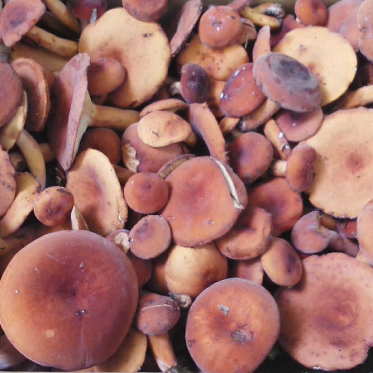 【国産 天然】ちちたけ300g　採れたてを産直☆ミシュラン3つ星御用達店