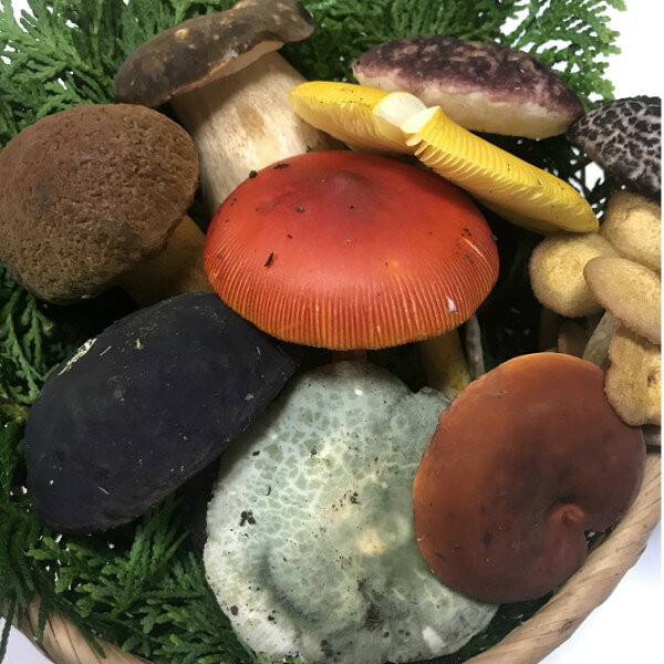 【国産 天然】夏きのこお任せセット500g　採れたてを産直☆ミシュラン3つ星御用達店！