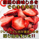 《IQF冷凍カットフルーツ》 いちご ストロベリー ハーフ カット 500g 12袋入り 冷凍 食品 フルーツ 新鮮 使い切り 便利 健康 美容 スムージー ド...
