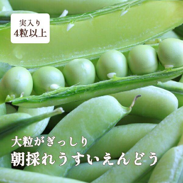 うすいえんどう豆 紀州うすい 1kg L級 秀品 和歌山 朝採れウスイエンドウ 温室栽培 袋入り 送料無料のサムネイル