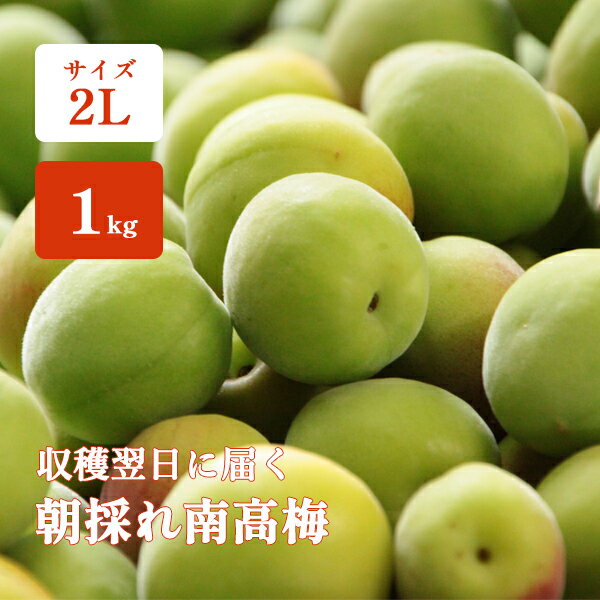 青梅 南高梅 1kg 2Lサイズ 優品 直送 