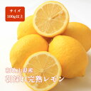 レモン 国産 1kg 5kg 10kg 中玉 和歌山 箱買い 朝採れ完熟レモン ノーワックス 防腐剤不使用 紀南 レモネード レモンサワー 4kg以上で送料無料