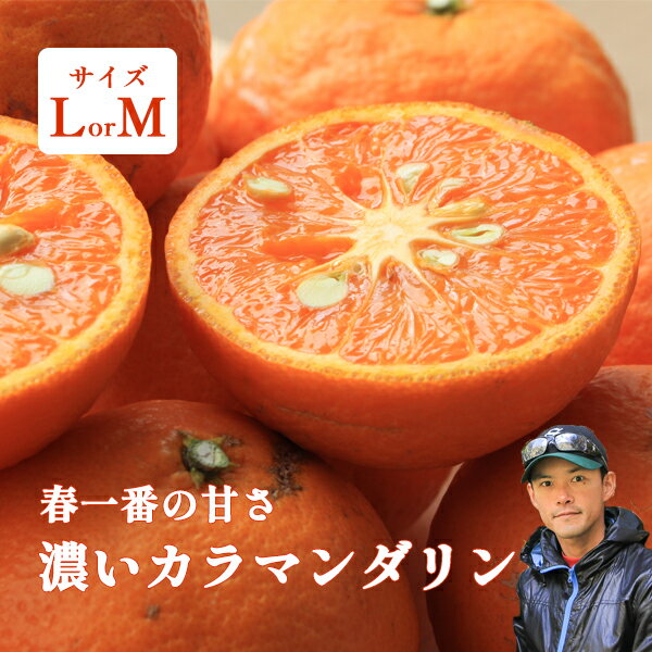 樂天商城 - 訳あり カラマンダリン みかん 高糖度 1kg 5kg 10kg 甘い 和歌山 箱買い 隣さんの濃いカラ 紀南みかん 5kg以上で送料無料