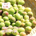 小梅 青梅 1kg 5kg 10kg L-2Lサイズ 和歌山 良品 紀州 白王 朝採れ小梅 3kg以上で送料無料
