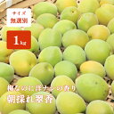青梅 翠香 1kg 5kg 梅酒 梅ジュース サイズ無選別 直送 和歌山 良品 紀州 朝採れ翠香 3kg以上で送料無料