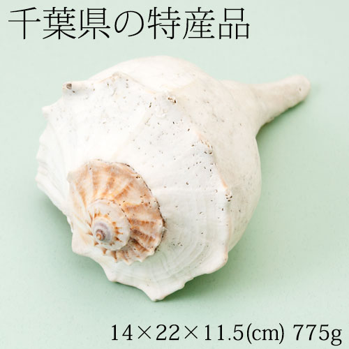 【2個で半額にゃ】巻貝の置物1　インテリア飾り用　千葉県の特産品　Snail figurine, Chiba specialty products