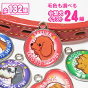 迷子札(小型犬イラスト) トイプードル チワワ ダックスフンド ポメラニアン ミニチュアシュナウザー ヨークシャーテリア フレンチブルドック シーズー マルチー...
