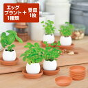 ハーブ栽培 エッグリング クリアパッケージ 受け皿セット eggling ミント バジル ワイルドストロベリー クローバー 家庭菜園 育てやすい おしゃれ プレ...