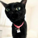 首輪用 漢字一文字チャーム 名入れオーダー 猫 犬 文字入れオーダー 刻印命名プレート シンプル クリアマット 名入れ 出産祝い マタニティ ベビー アク...