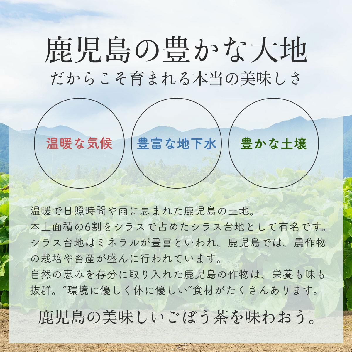 ( ごぼう茶 30包 ) 国産 送料無料 ティーバッグ ゴボウ茶 牛蒡 鹿児島県産 無添加 無着色 食物繊維 ティーパック 粉末 イヌリン ノンカフェイン お試し 健康茶 ダイエット 3