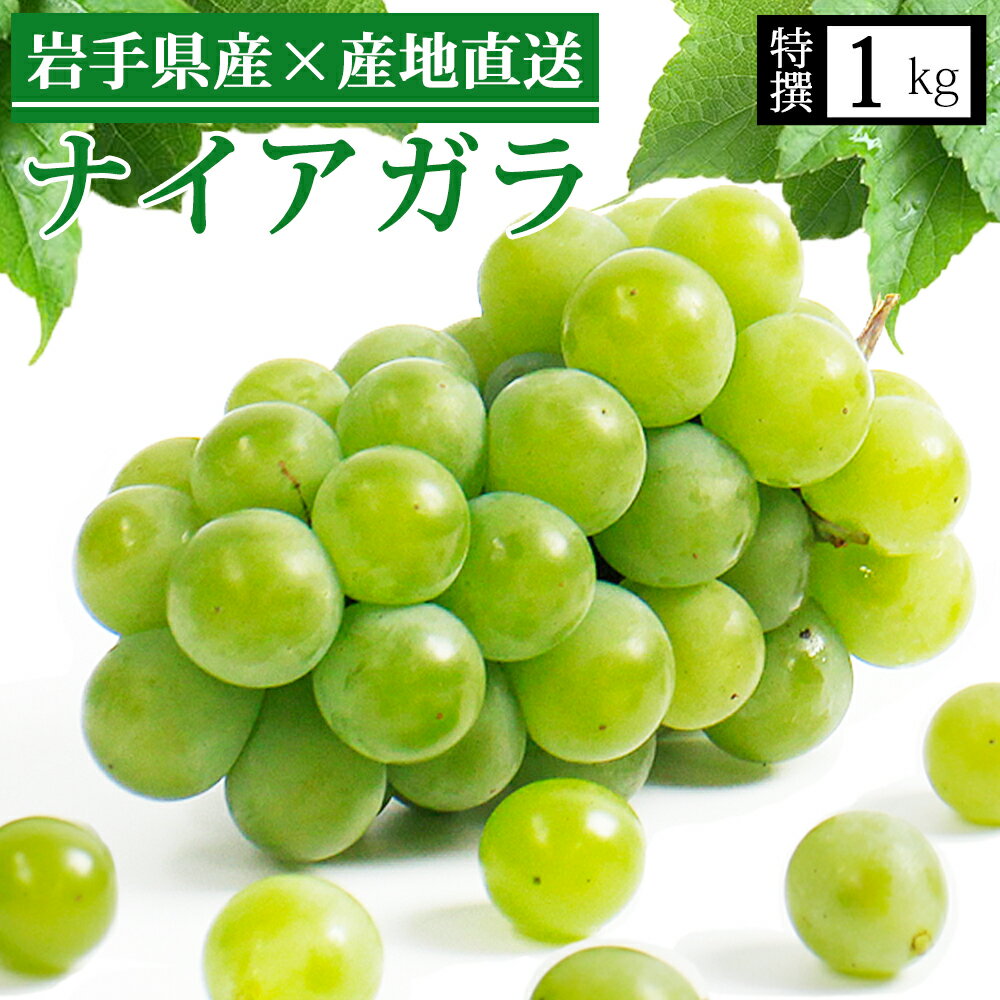 ナイアガラ ぶどう 1kg 3-4房 岩手産 ぶどう 農家 直送 送料無料 クール便 産直 農家直送 秀品 贈り物 贈答 贈答用 ギフト 葡萄 ブドウ フルーツ 果物 お得セット 取り寄せ 果物 大粒 東北 岩手 紫波