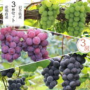 【 予約受付中 】ぶどう 詰め合わせ ギフト 3房〜4房 岩手県産 産地直送 1kg キャンベル ナイアガラ レッドナイアガラ 敬老の日 プレゼント 写真入り ...