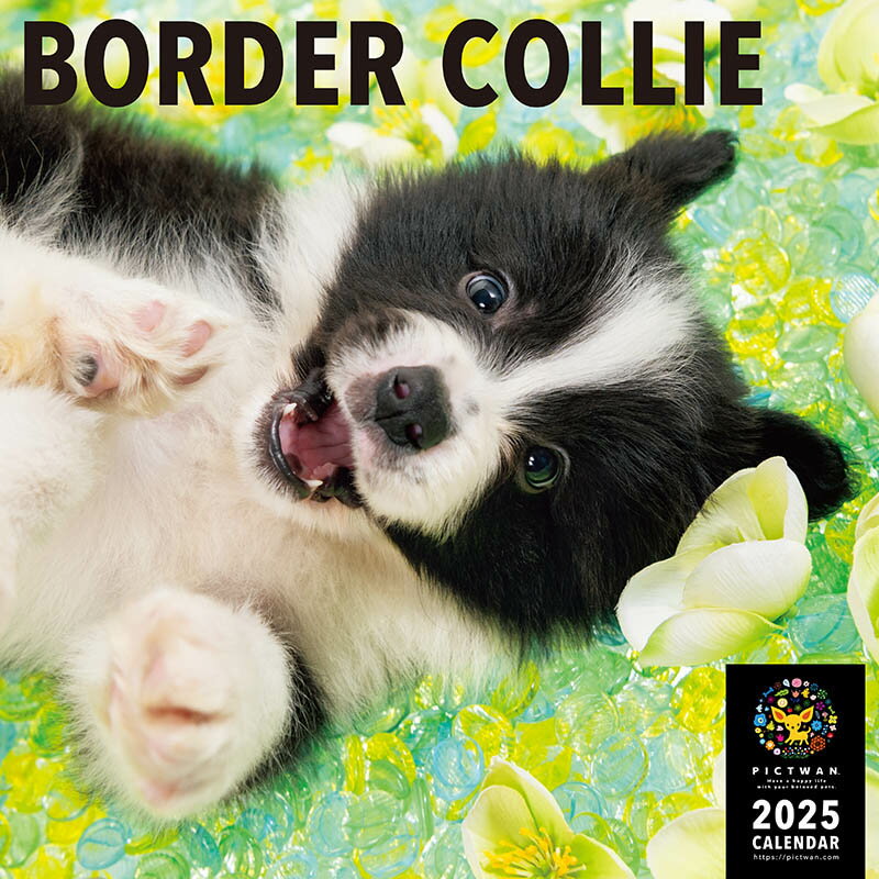 ボーダーコリー カレンダー 【L版】 PICTWAN 2025年ピクトワン カレンダー 犬 グッズ 動物 いぬ アニマル 壁掛け インターズー