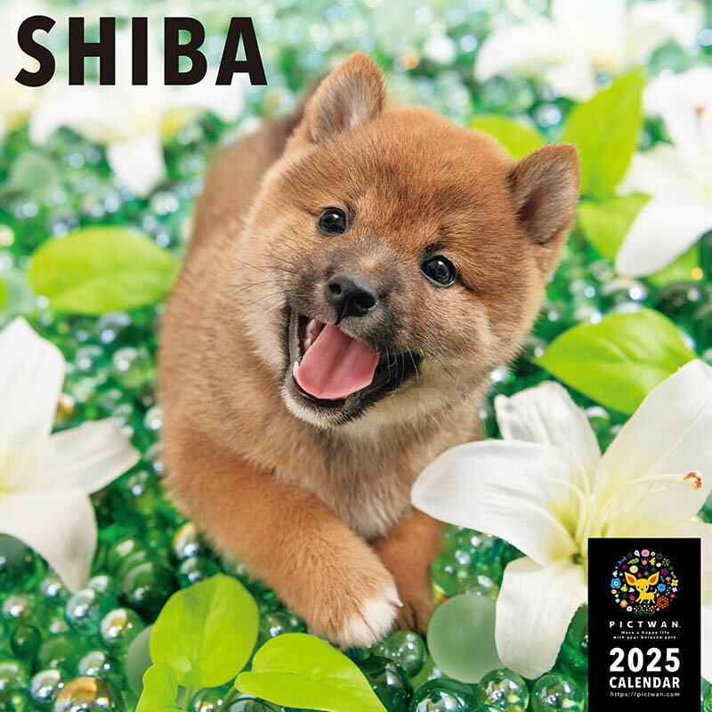 柴 カレンダー 【L版】 PICTWAN 2025年ピクトワン 柴犬カレンダー 犬 グッズ 動物 いぬ アニマル 壁掛け インターズーのサムネイル