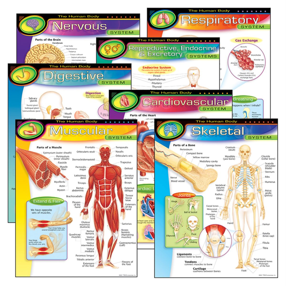 [RDY] [送料無料] 人体学習チャート コンボパック 7枚セット [楽天海外通販] | The Human Body Learning Charts Combo Pack, Set of 7