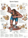 送料無料 アナトミカルチャート：スポーツ傷害 紙 楽天海外通販 Anatomical chart: sports injuries, paper