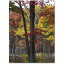 [送料無料] Trademark Fine Art カート・シェイファー作 "Incredible Shades of Autumn" キャンバスアート [楽天海外通販] | Trademark Fine Art "Incredible Shades of Autumn" Canvas Art by Kurt Shaffer