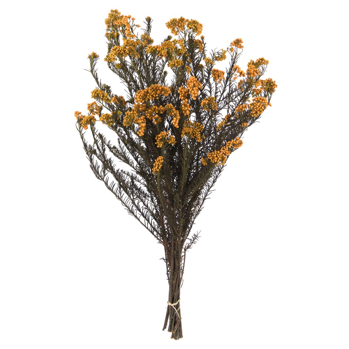 [RDY] [送料無料] Vickerman 16インチ オータムライスフラワー4.25ozの束入り プリザーブド [楽天海外通販] | Vickerman 16" Autumn Rice Flower. Comes in a 4.25 oz Bundle. Preserved