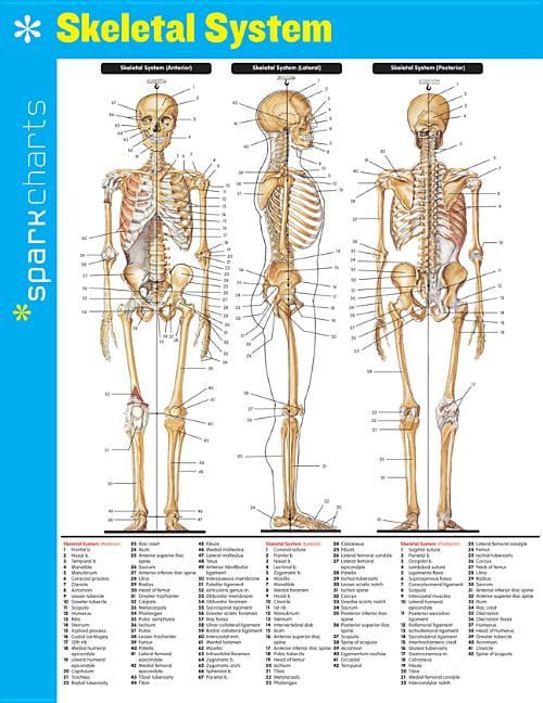 [RDY] [̵] ѡ㡼ȹʷϥѡ㡼62 (¾) [ŷ] | Sparkcharts: Skeletal System Sparkcharts: Volume 62 (Other)
