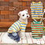 マルチカラーTシャツ XS/S D's Chat-ディーズチャット- 犬服 ドッグウェア 小型犬 トイプードル チワワ ポメラニアン DS23SS