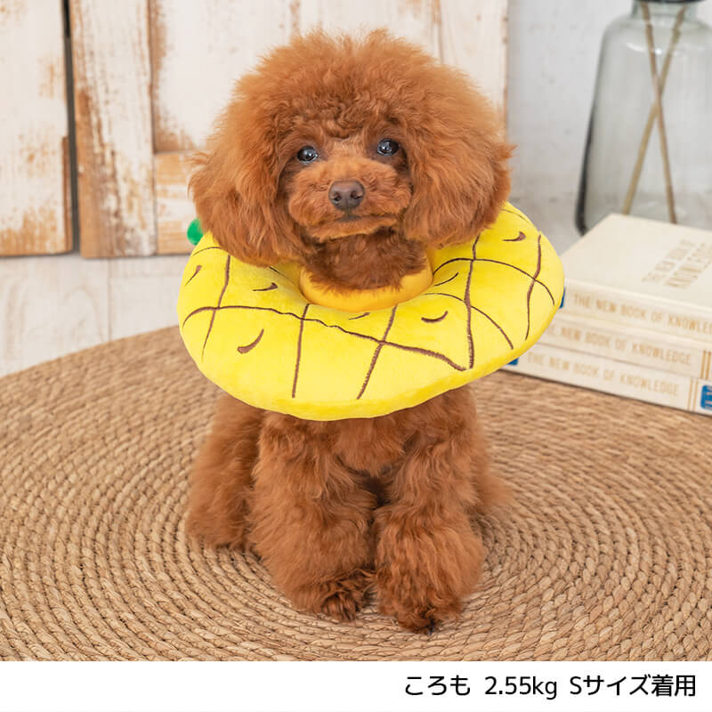 �ڥ꡼�֥��顼���å����(�ե롼�ġ� S/M/L Solgra-���륰��- ���� ���ꥶ�٥����顼���� �������� �ȥ��ס��ɥ� ����� �ݥ��˥��� SO22SS