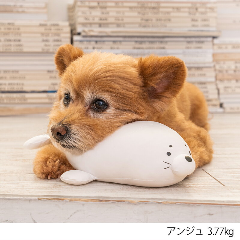 ������ԥ��� F Solgra-���륰��- ���� �����餷 �ڥ󥮥� ���� ���󤢤ʤ� �����֤��ޤ��� �ܿ��䴶 �Ҥ��� �ȥ��ס��ɥ� ����� �ݥ��˥��� SO23SS