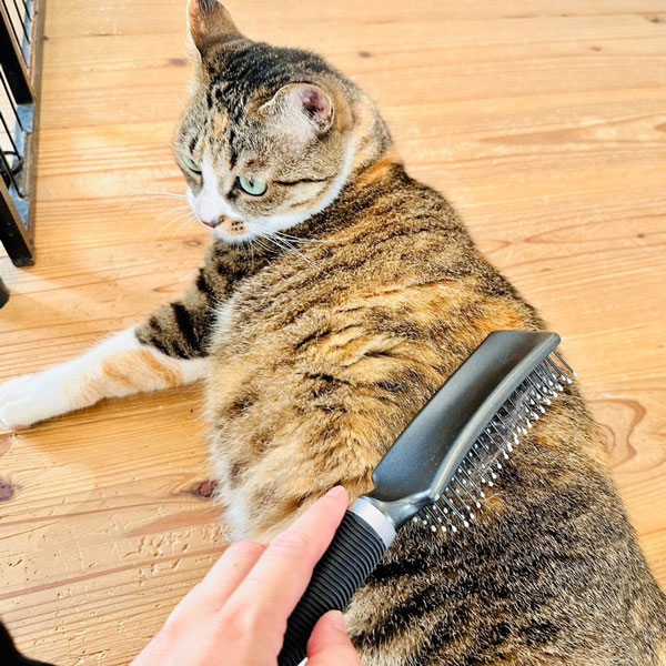 BASS ��˥С�����֥饷 �֥�å������ײ�ǽ�᡼���ءۡ������Χ����̵����