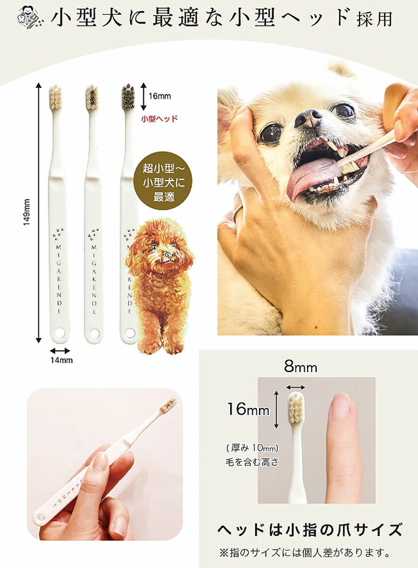 アエコムのミガケンデ 天然毛歯ブラシ 3本 セット【追跡可能メール便】【全国一律送料無料】｜アングル2