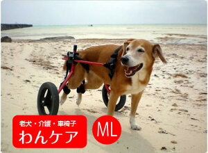 びっくりするほど当たる 大型犬 カート占い