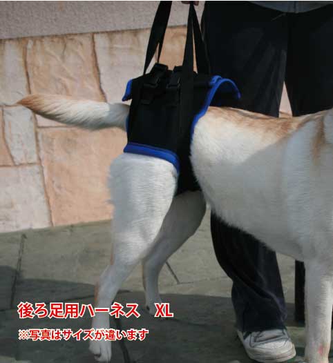 Ϸ ϡͥ ­ XLƹ74-90cmˡåХ ʡù𸤡ϥӥꡦ֤ξߥݡ...