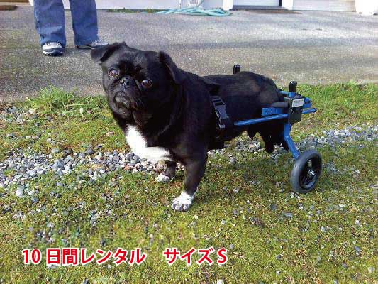 楽天市場】大型犬車椅子レンタルの通販 楽天市場】大型犬車椅子レンタルの通販