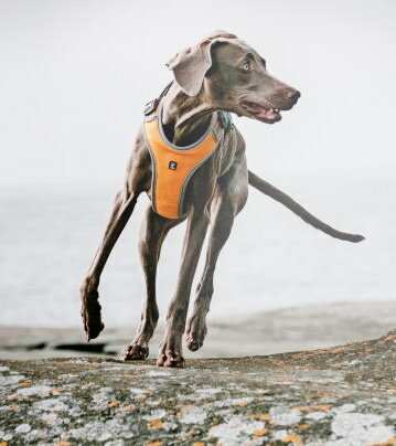 Hurtta フルッタ アドベンチャーハーネス 80-100サイズ 犬用 大型犬 超大型犬 胴輪 ハーネス 犬 北欧 フィンランド 犬用ハーネス 大型犬用＜在庫限り＞のサムネイル