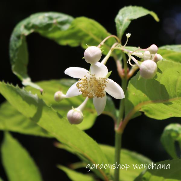 梅花甘茶 (バイカアマチャ) 1