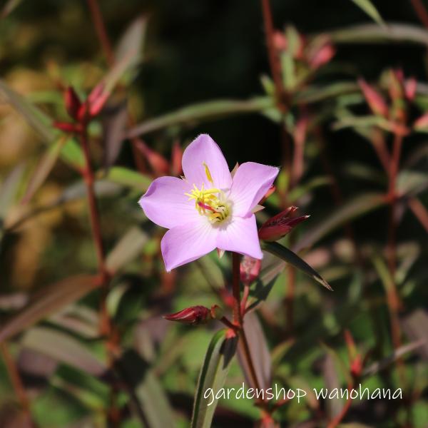 ブータンノボタン (ブータンノボタン)※2024年開花見込み。地上部を刈り込んでの発送となります。