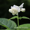 銀梅草 (ギンバイソウ)※2026年開花見込み。