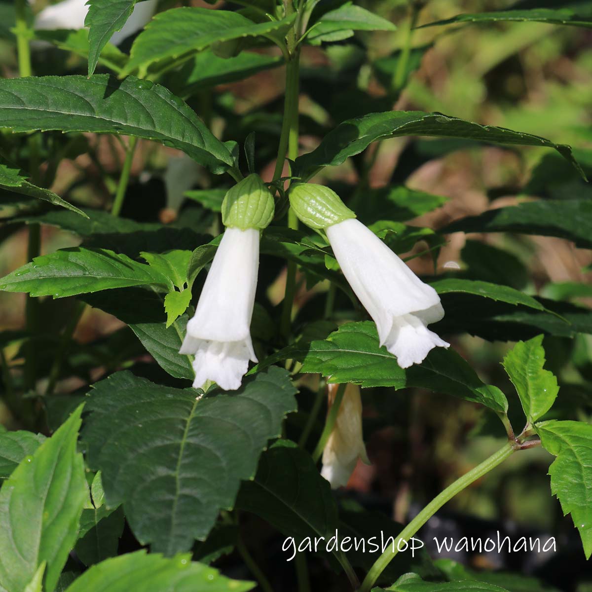 麝香草 白花 (ジャコウソウ シロバナ)※2025年開花終了。2026年開花見込み。地上部をカットしての発送する場合があります。