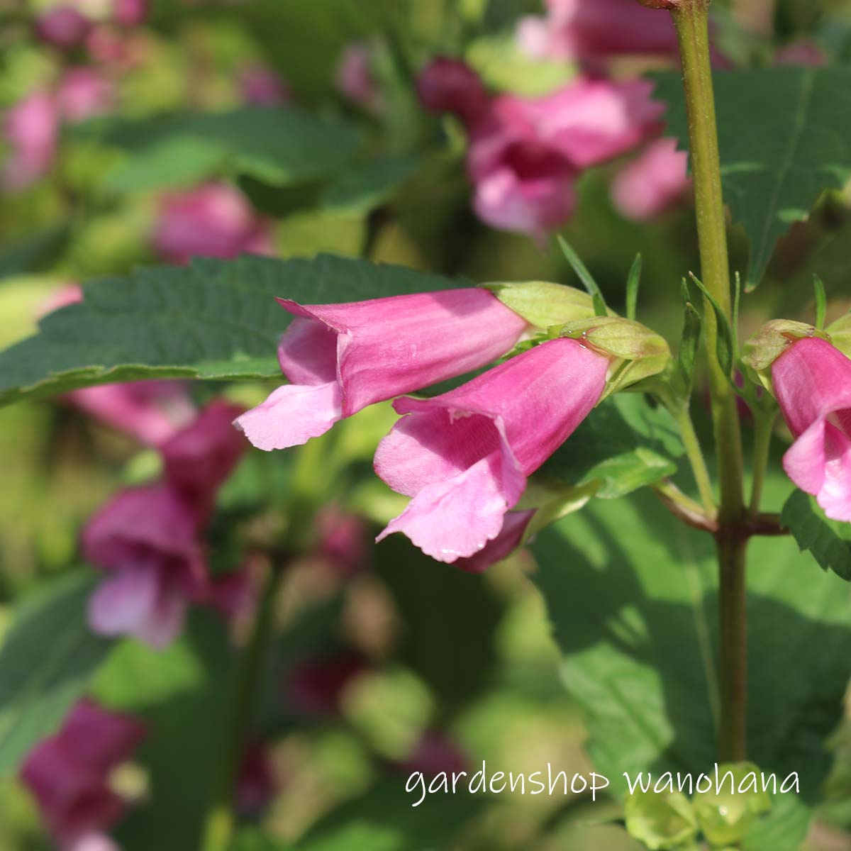 麝香草 (ジャコウソウ)※2025年開花終了。2026年開花見込み。葉に傷みアリ。地上部をカットしての発送する場合があります。