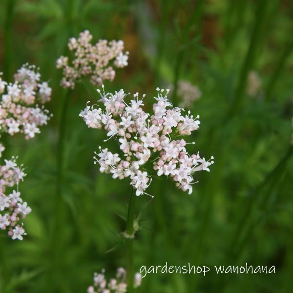 鹿子草 (カノコソウ)※2024年開花終了。2025年開花見込み。刈り込んで発送します。