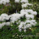 唐松草 (カラマツソウ)※2025年開花終了。2026年開花見込み。箱に入る高さに刈り込んで発送します。