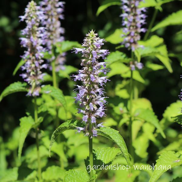 川緑 (カワミドリ)※2025年,開花終了。