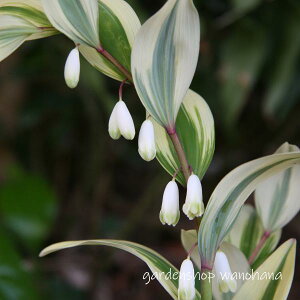 アマドコロ 茅場錦 (アマドコロ カヤバニシキ)※2024年開花終了。2025年開花見込み。